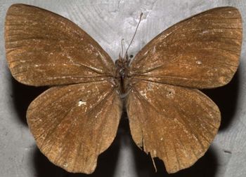 Media type: image;   Entomology 21990 Aspect: habitus dorsal view